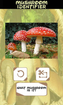 Download Automatic Mushroom Identifier Hiburan untuk Android tangkapan layar 6