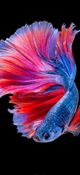Download Betta Fish Wallpaper Ibu dan masa kecil untuk Android