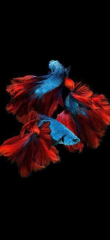 Download Betta Fish Wallpaper Ibu dan masa kecil untuk Android tangkapan layar 2