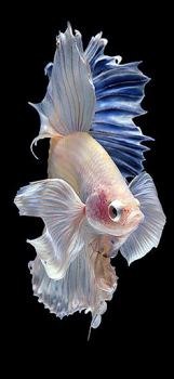 Download Betta Fish Wallpaper Ibu dan masa kecil untuk Android tangkapan layar 3