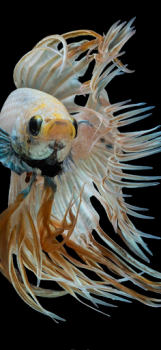 Download Betta Fish Wallpaper Ibu dan masa kecil untuk Android tangkapan layar 4