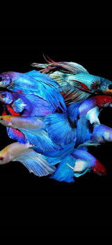 Download Betta Fish Wallpaper Ibu dan masa kecil untuk Android tangkapan layar 5