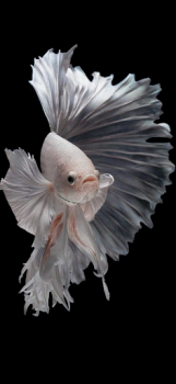 Download Betta Fish Wallpaper Ibu dan masa kecil untuk Android tangkapan layar 6