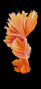 Download Betta Fish Wallpaper Ibu dan masa kecil untuk Android tangkapan layar 7