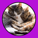 Download  Katzen Clicker Training Light