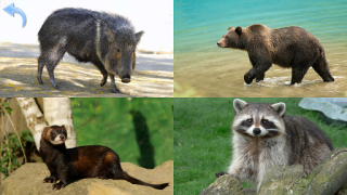 Download Animals for Kids Game Pembelajaran untuk Android tangkapan layar 6