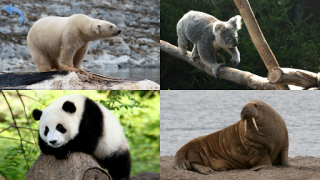 Download Animals for Kids Game Pembelajaran untuk Android tangkapan layar 7