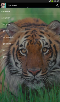 Download Cats sounds Musik dan audio untuk Android tangkapan layar 3