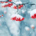 Download  Beautiful Winter Live Wallpape