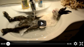 Download Free Funny Videos for Whatsapp Hiburan untuk Android tangkapan layar 6