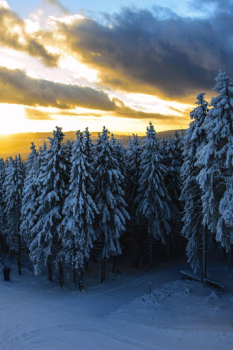 Download Forest Wallpapers HD (backgrounds & themes) Personalisasi untuk Android tangkapan layar 2