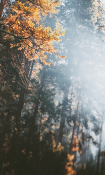 Download Forest Wallpapers HD (backgrounds & themes) Personalisasi untuk Android tangkapan layar 3