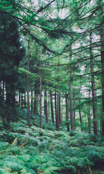 Download Forest Wallpapers HD (backgrounds & themes) Personalisasi untuk Android tangkapan layar 4
