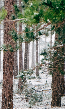 Download Forest Wallpapers HD (backgrounds & themes) Personalisasi untuk Android tangkapan layar 5