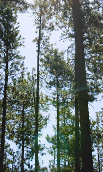 Download Forest Wallpapers HD (backgrounds & themes) Personalisasi untuk Android tangkapan layar 6