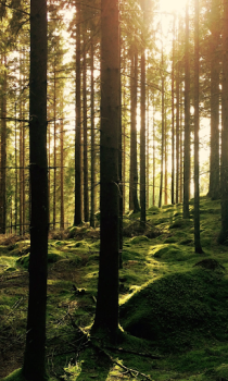 Download Forest Wallpapers HD (backgrounds & themes) Personalisasi untuk Android tangkapan layar 7