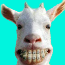 Download  Funny Animal Videos: Cats Dogs