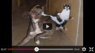 Download Funny Animal Videos: Cats Dogs Hiburan untuk Android tangkapan layar 2