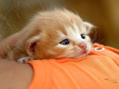 Download Cat Wallpapers HD Cute Personalisasi untuk Android tangkapan layar 2