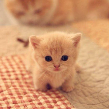 Download Cat Wallpapers HD Cute Personalisasi untuk Android tangkapan layar 3
