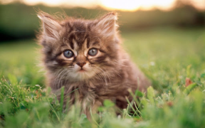 Download Cat Wallpapers HD Cute Personalisasi untuk Android tangkapan layar 4