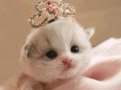 Download Cat Wallpapers HD Cute Personalisasi untuk Android tangkapan layar 5