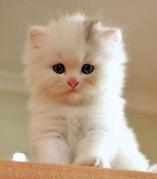 Download Cat Wallpapers HD Cute Personalisasi untuk Android tangkapan layar 6