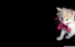 Download Cat Wallpapers HD Cute Personalisasi untuk Android tangkapan layar 7