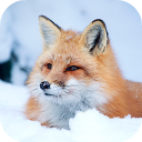 Download  Fox Wallpaper HD: backgrounds & themes