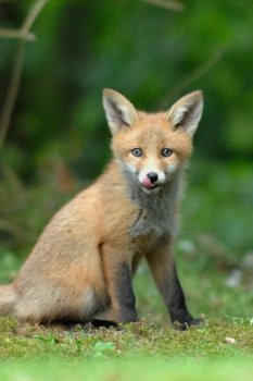 Download Fox Wallpaper HD: backgrounds & themes Personalisasi untuk Android tangkapan layar 2