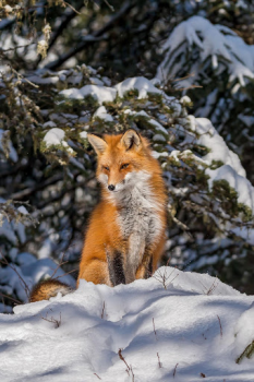Download Fox Wallpaper HD: backgrounds & themes Personalisasi untuk Android tangkapan layar 3