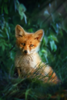 Download Fox Wallpaper HD: backgrounds & themes Personalisasi untuk Android tangkapan layar 4
