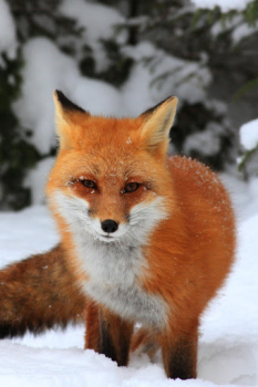 Download Fox Wallpaper HD: backgrounds & themes Personalisasi untuk Android tangkapan layar 5