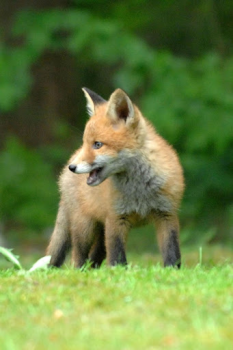 Download Fox Wallpaper HD: backgrounds & themes Personalisasi untuk Android tangkapan layar 6