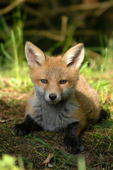 Download Fox Wallpaper HD: backgrounds & themes Personalisasi untuk Android tangkapan layar 7