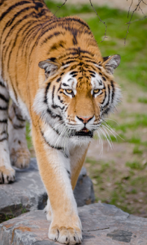 Download Tiger Wallpapers HD (backgrounds & themes) Personalisasi untuk Android tangkapan layar 2