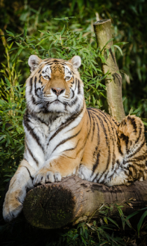 Download Tiger Wallpapers HD (backgrounds & themes) Personalisasi untuk Android tangkapan layar 3