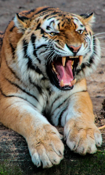 Download Tiger Wallpapers HD (backgrounds & themes) Personalisasi untuk Android tangkapan layar 4