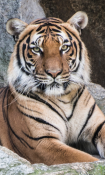 Download Tiger Wallpapers HD (backgrounds & themes) Personalisasi untuk Android tangkapan layar 5