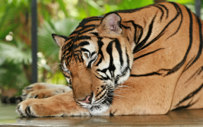 Download Tiger Wallpapers HD (backgrounds & themes) Personalisasi untuk Android tangkapan layar 6