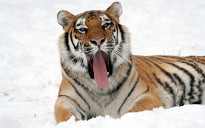 Download Tiger Wallpapers HD (backgrounds & themes) Personalisasi untuk Android tangkapan layar 7