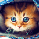 Download  Cute Cats Live Wallpaper