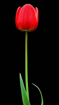 Download Dark Theme Wallpapers - Dark B Personalisasi untuk Android tangkapan layar 4