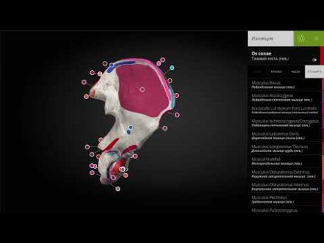 Download Anatomyka - 3D Anatomy Atlas Obat untuk Android tangkapan layar 8