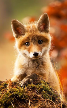 Download Animals LIve Wallpaper Personalisasi untuk Android tangkapan layar 2
