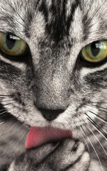 Download Animals LIve Wallpaper Personalisasi untuk Android tangkapan layar 3