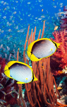 Download Animals LIve Wallpaper Personalisasi untuk Android tangkapan layar 4