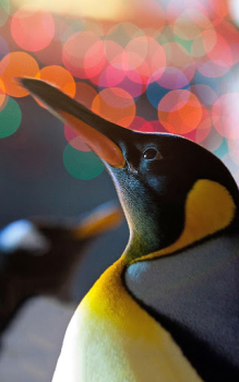 Download Animals LIve Wallpaper Personalisasi untuk Android tangkapan layar 6