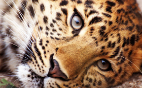 Download Animals LIve Wallpaper Personalisasi untuk Android tangkapan layar 7