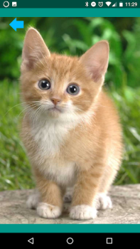 Download Animal sounds. Learn and play. Hiburan untuk Android tangkapan layar 3